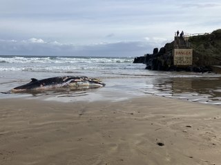 Whale Portstewart Strand