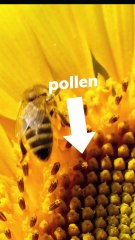 Il y a plus d'allergies au pollen qu'avant ?