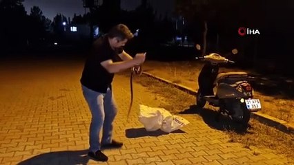Dev yılanı evde nerede bulup çıkardığını görünce inanamayacaksınız!