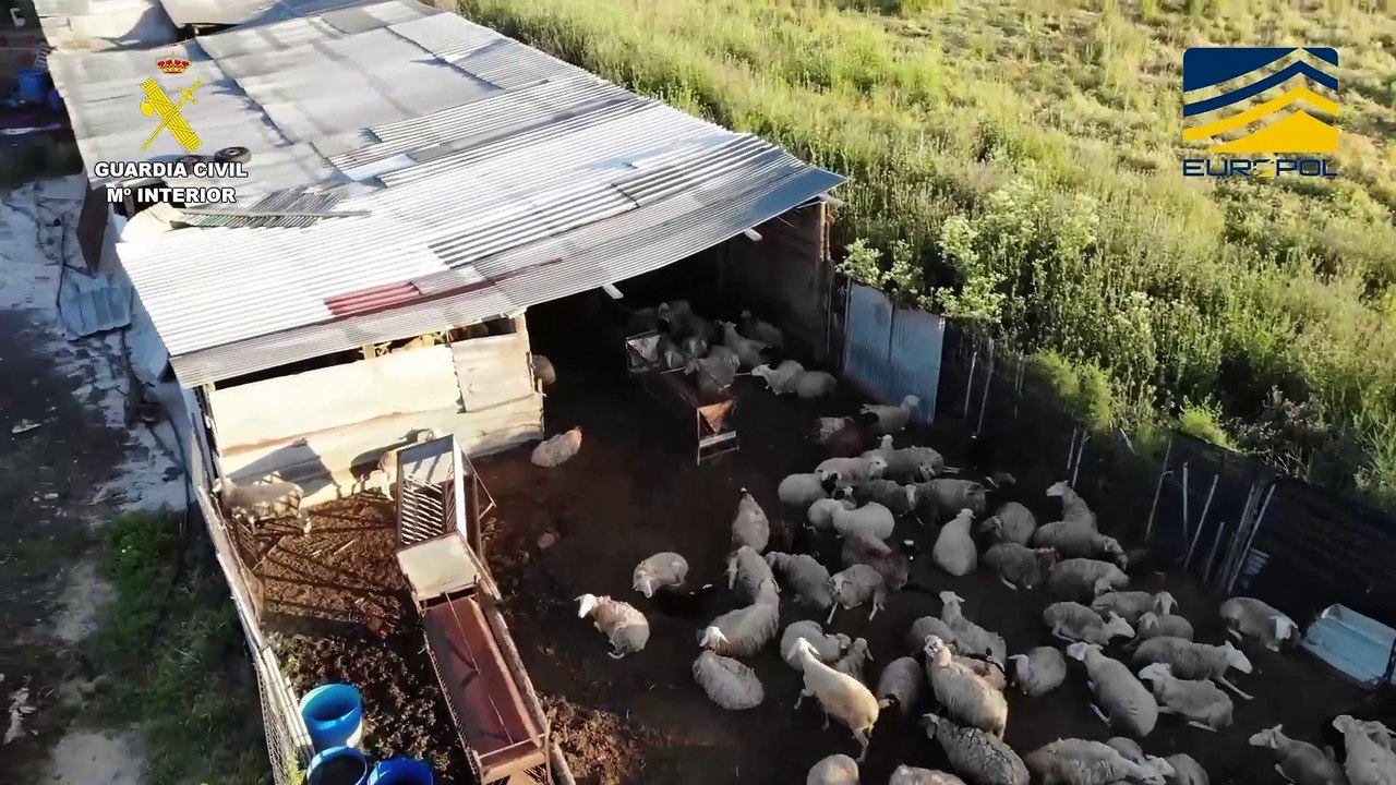 Animales enfermos, mataderos clandestinos y carne a la venta en restaurantes: cae la red que operaba en Toledo, Madrid y Ávila