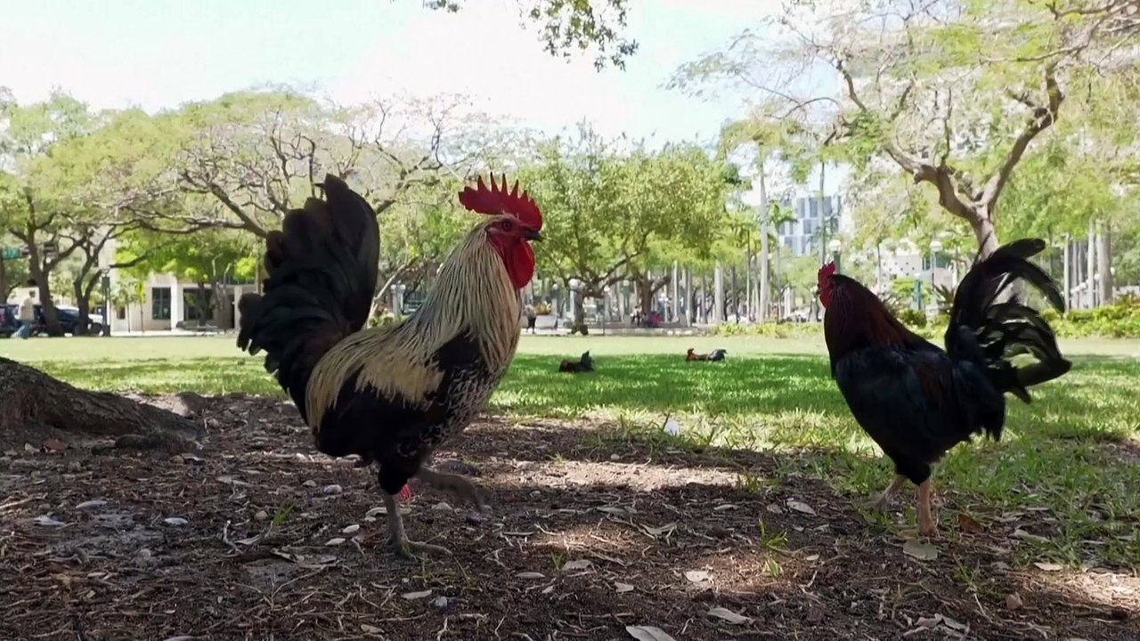 Umherziehende Hähne erobern die Straßen von Miami