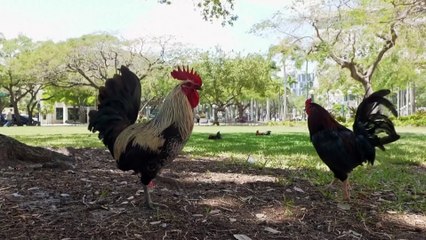 Бродячие петухи захватили улицы Майами 🐓