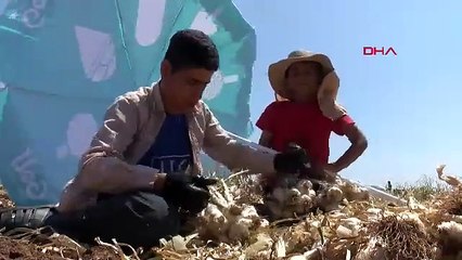 Türkiye'nin tarlada 70 TL, pazarda 200 TL' olan özel lezzeti için binlerce tarım işçisi tarlaya indi