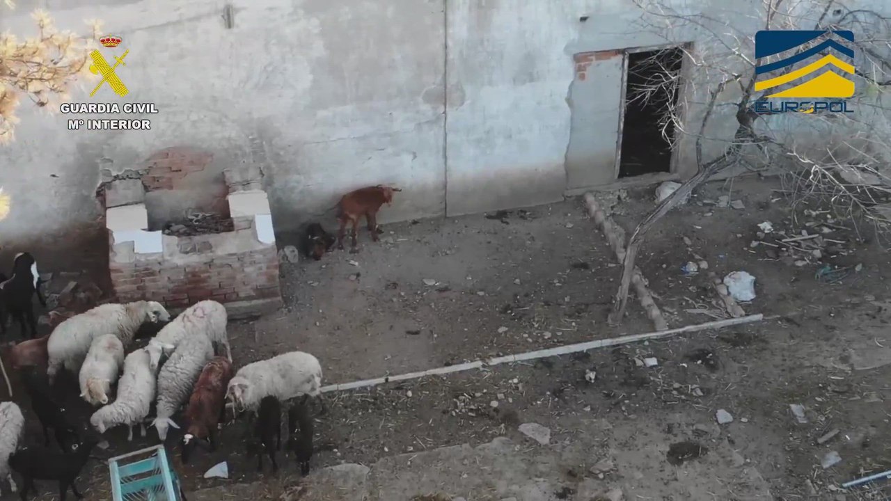 Golpe a la carne ilegal de mataderos clandestinos: a 40 euros la cabeza de ganado enfermo para venderla al doble