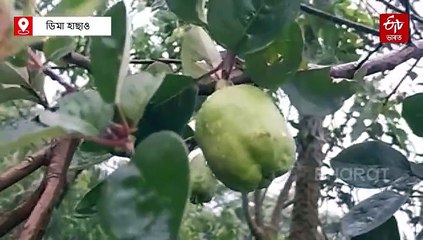 অসমৰ ছোট লাইচং গাঁৱত কেনেদৰে আৰম্ভ হ'ল আপেলৰ খেতি ?