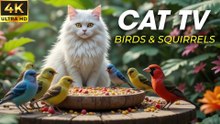 So Many Birds! The Most Satisfying Videos for Cats to Watch - CatTV Central