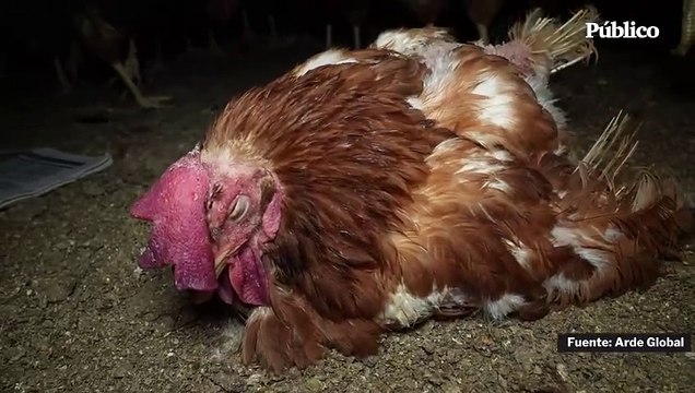 Un nuevo caso de aves en malas condiciones en una granja de Mallorca