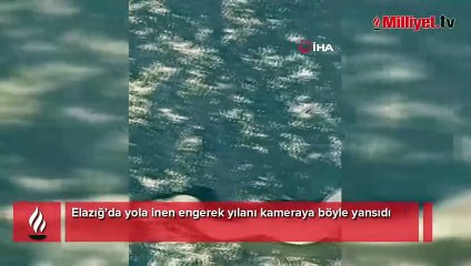 Kentte korku dolu anlar! En zehirli tür yola indi