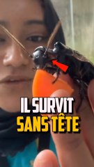 LES CAFARDS PEUVENT VIVRE SANS TÊTE ?!