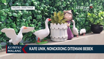 Kafe Unik di Malang, Nongkrong Ditemani Bebek