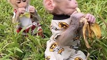 Adorable Baby Monkey Spreading Joy! #viral #shorts🐒💖