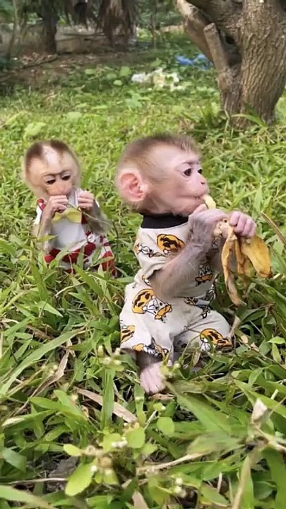 Adorable Baby Monkey Spreading Joy! #viral #shorts🐒💖