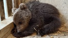 Sinop’ta doğada annesiz ve bitkin bulunan yavru ayı koruma altına alındı