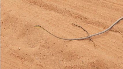 Exotic snake looks like a twig stretched across the mud