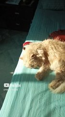 Leo, my cat. Enjoying the sunshine in winter afternoon. She loves sunbathe.