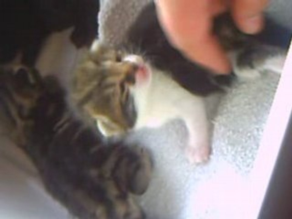 chatons Chifumi 10/05/2008