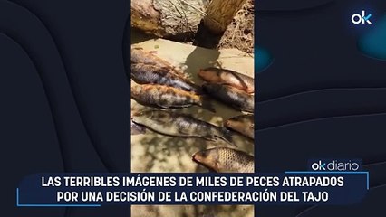 Las terribles imágenes de miles de peces atrapados por una decisión de la Confederación del Tajo