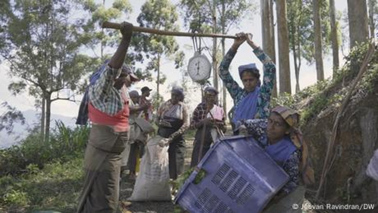Sri Lanka tea pickers lack worker protections