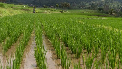 Inundaciones amenazan 5.000 hectáreas de cultivos de arroz en Meta, advierte gerente de Fedearroz