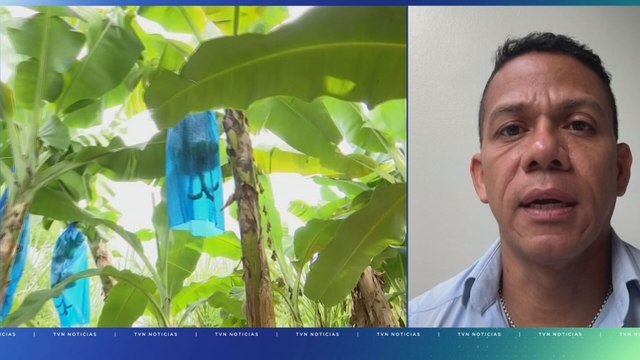 Crisis en cadena: despidos en Chiquita desnudan fragilidad económica en Bocas del Toro