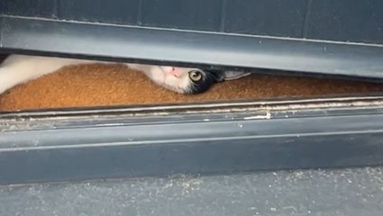 Cat acts as the official door monitor by lying down at the entrance