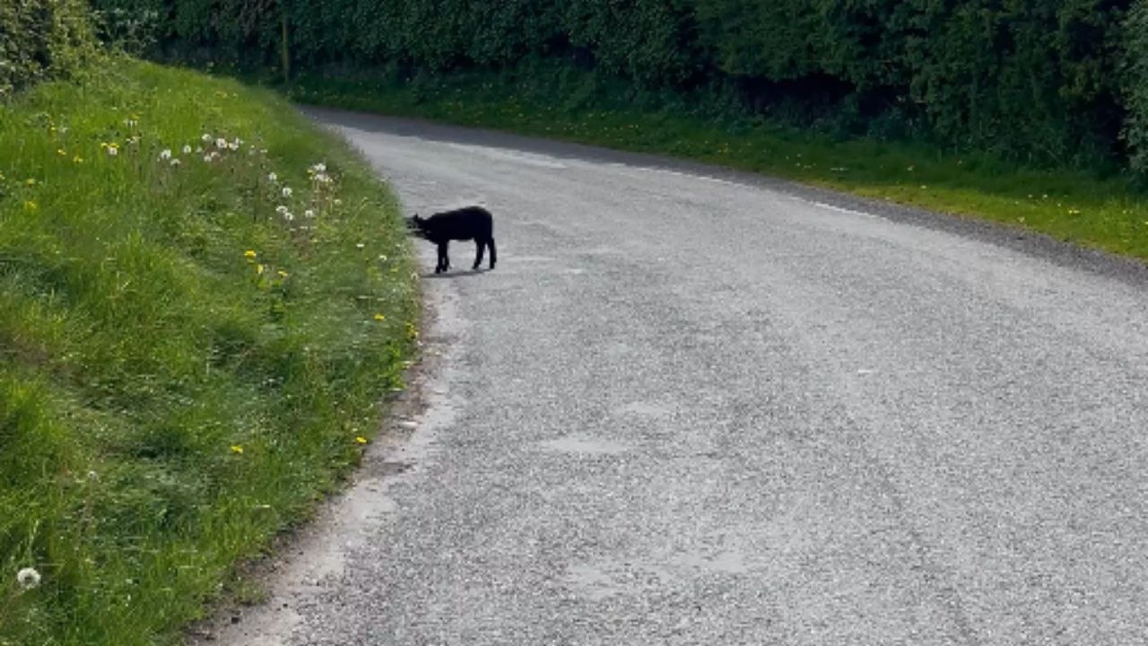 Gentleman spots a lamb casually grazing by the roadside in town