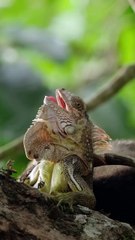 Las ocurrencias y videos reales y de Vertido