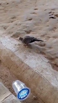 Burung perkutut jinak