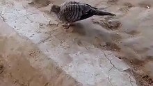 Burung perkutut jinak