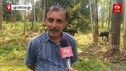 'കാഴ്‌ചയിൽ കുള്ളൻ, ഗുണങ്ങളേറെ'; കടമ്പകൾ കടന്ന് പെരിയാർ വാലി പശുക്കൾ ബ്രീഡ് പദവിയിലേക്ക്, തലവര മാറ്റിയ എഞ്ചിനീയർ