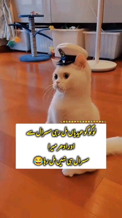 cat funny seen😂😂🤣