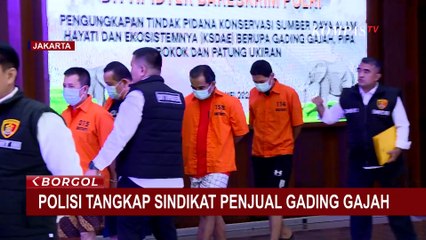 Jual Gading Gajah via Media Sosial hingga ke Malaysia dan Korea, 4 Tersangka Ditangkap