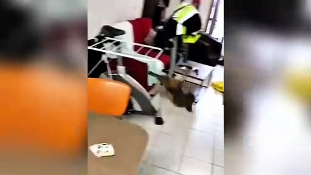 Funny cat videos/ funny animal video the cat with animals:Dogs, rabbits, cows, mice - Cats meowing