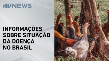 Comissão do Senado ouve Carlos Fávaro sobre gripe aviária nesta terça (27)