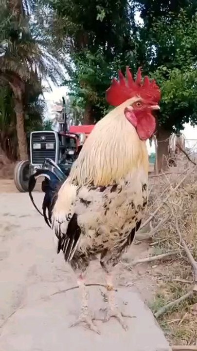 germany rooster crowing sound in village morning #cock #hen #gallos