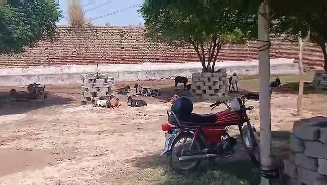 Fatahjangi Bulls/Dera Ch. Ikhlaq/Dhoke Gangal/Racer Bulls/Chakbeli Road/Winner Bulls/Home Qurbani