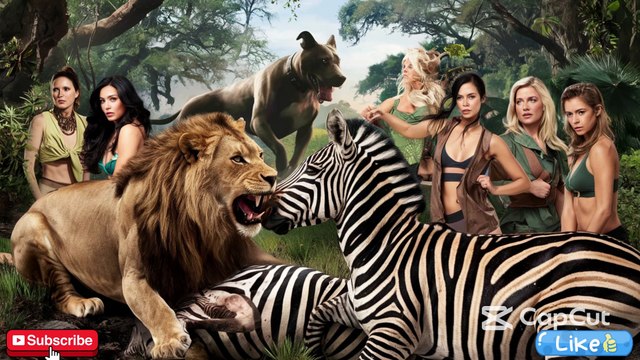Most Dangerous Lion Fights & Attacks | Lions vs Zebras, Big Dogs & Fearless Women in the Wild