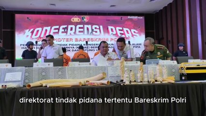 Polri Gagalkan Penjualan Gading Gajah Rp2,3 M, Empat Tersangka Ditangkap