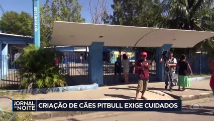 Criação de cães pitbull exige cuidados