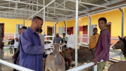 مركز في إثيوبيا يوفر عناية للحمير في ظل اعتماد السكان عليها لكسب رزقهم