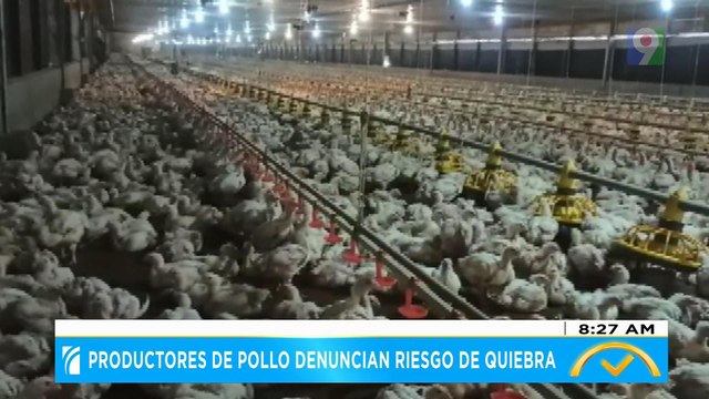 Productores de pollo denuncian riesgo de quiebra | El Despertador