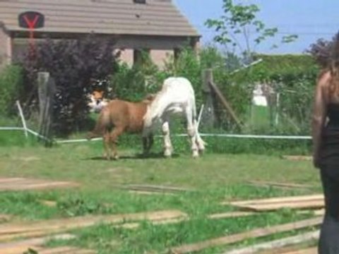 Chevaux Réflexe Adoption n°2