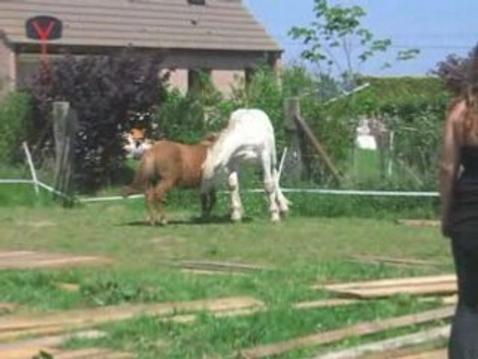 Chevaux Réflexe Adoption n°2