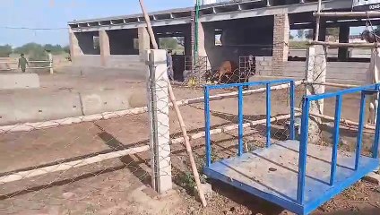 Fatehjangi Bulls of "Four Season Cattle Farm" Rawat 0333-1943043/Full Currented/Organic Food