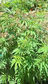 HRTC Dharamshala to Bhuntar Volvo Bus Journey 🚌 Timings Fare Info