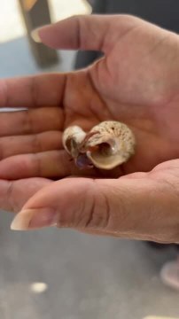 Hermit Crab Changes Shells While Being Held by Woman