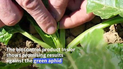 'Less aggressive' farming: Beet grower uses scent-based repellents to reduce pesticide use