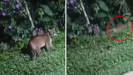 VIDEO | Hombres atacaron a bala a un puma que fue visto en los Farallones de Cali