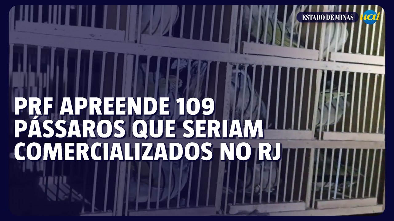 Operação da PRF apreende 109 pássaros típicos da Mata Atlântica que seriam comercializados no RJ