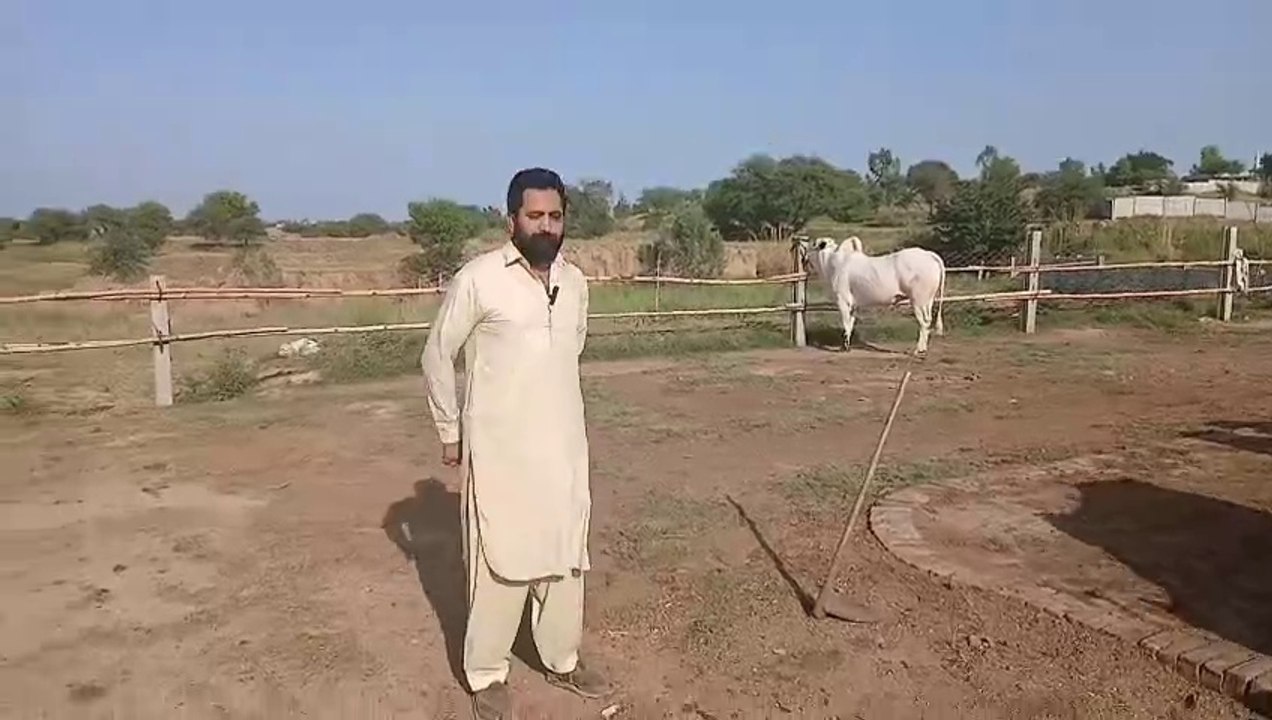 0333-1943043 Qurbani Bulls/Desi/Cross-Breeds/Four Season Cattle Farm/Satisfactory Prices/ Rawat